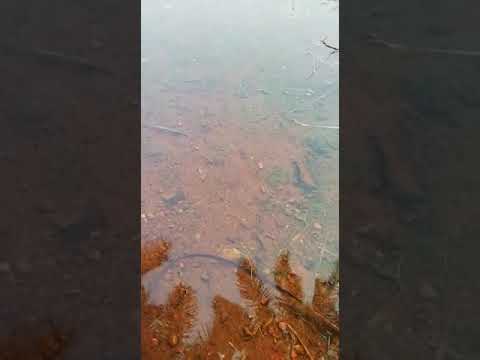 Tamil Murli churning 29 Oct 2020 - BK Kavya