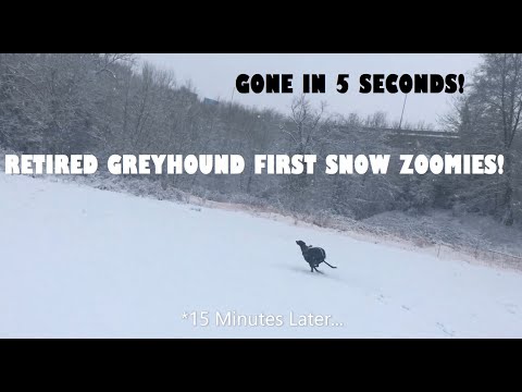 Adopting A Retired Greyhound UK - An Alternative Guide (TRAILER!)