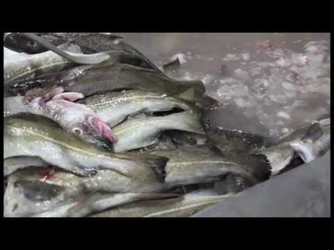 Codland: Meiri verðmæti úr þorski