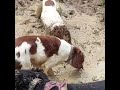 spaniels loving  the mud