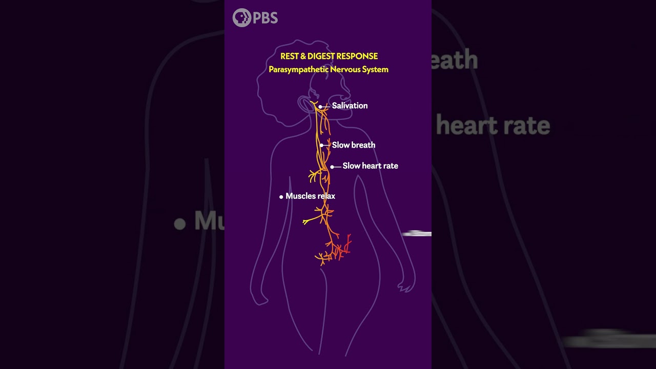 Âm Nhạc Ghi Nhớ Chúng Ta: Giọng Nói Là Bộ Điều Chỉnh Cơ Thể Phổ Quát Nhất
