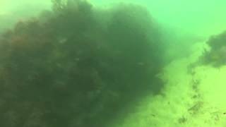 Wrasse, snorkelling off Anglesey, North Wales