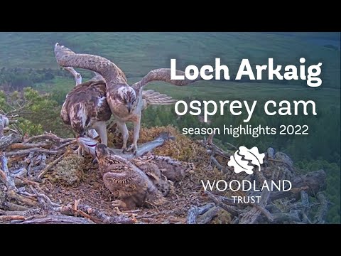 Loch Arkaig Osprey Camera Season highlights 2022