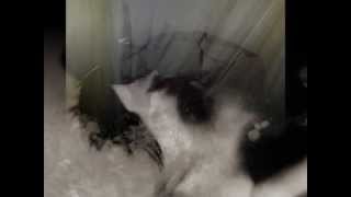 Rain Tree Crow  *Blackwater*