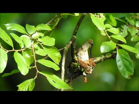Black-chinned hummingbird, Nicholas Dawson Park, Austin TX
