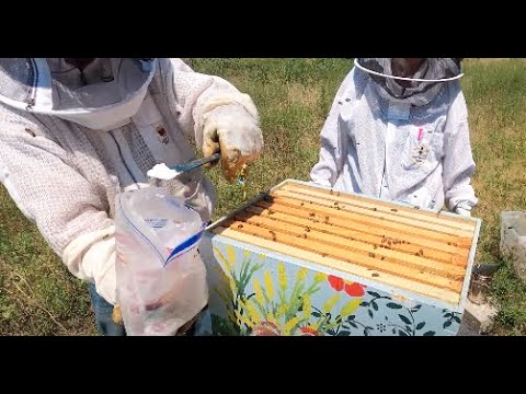 Varroa Destructor Mite Test & Just Fun Beek Chatter