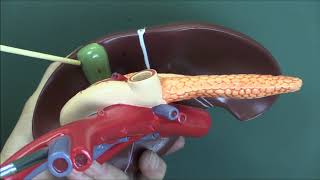 Digestive System 3, Pancreas