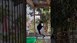 Download lagu NGEROL PANJANG | Gelatik batu gacor #gelatikgacor #glatik #glatikfullisian #shorts mp3 Download lagu NGEROL PANJANG | Gelatik batu gacor #gelatikgacor #glatik #glatikfullisian #shorts mp3