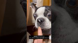 米粒ついてるのにうまく取れない犬 #ボストンテリア
