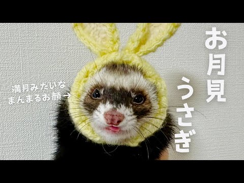 ペットとしてのフェレット