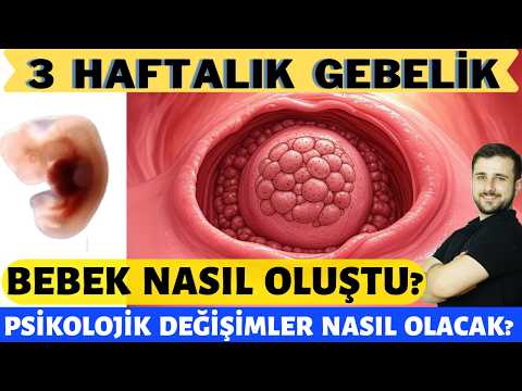 Pregnancy Week by Week 3rd Week