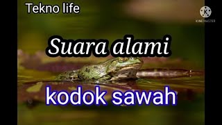 Download lagu SUARA KODOK SAWAH relaksasi suara alami mp3 Download lagu SUARA KODOK SAWAH relaksasi suara alami mp3