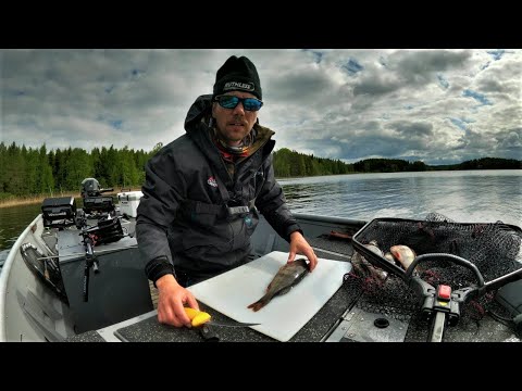 HARJOTELLAAN AHVENEN JIGIKALASTUSTA | 100CM+ HAUKI |