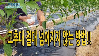 고추대 절대 넘어지지않는 고추끈 묶기 고정방법