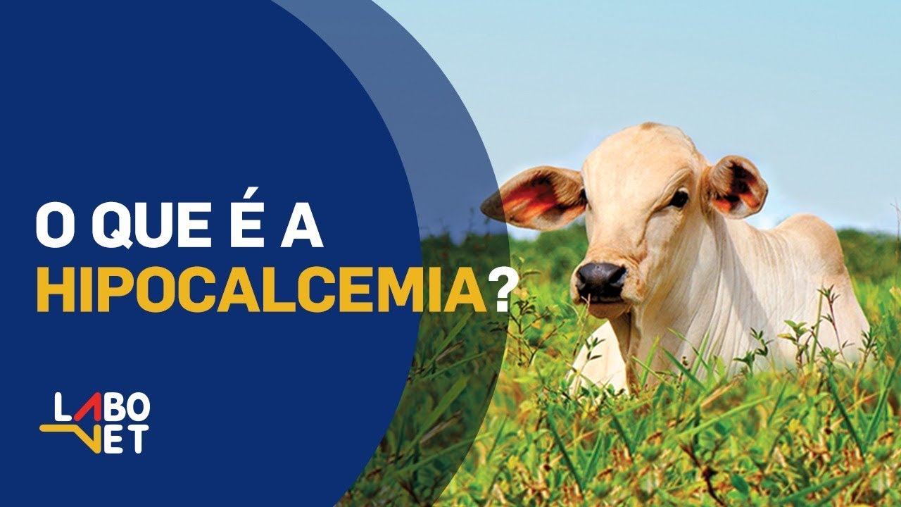 O que é HIPOCALCEMIA (FEBRE DO LEITE) em Vacas Leiteiras
