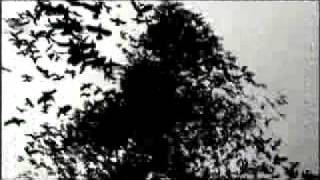 gernas - active member