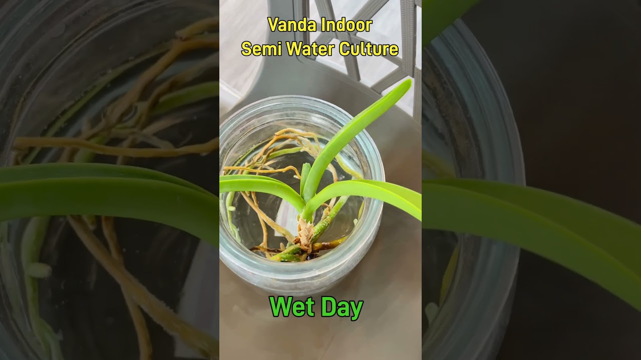 Vanda Orchid setup for indoor growing #orchid #vandaorchid #indoorplants #orchidcare #orchids #vanda
