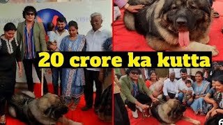 20 Crore Dog in Hyderabad 🐕World's Most Expensive Dog Breed #20croredog  #caucasianshepherd #dog