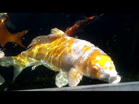 KOI 13  -- Juwelen für den Gartenteich