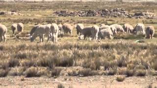 SUFRIMIENTO SIN LIMITES