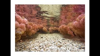 preview picture of video 'Caño Cristales Colombia Mikolji HD'