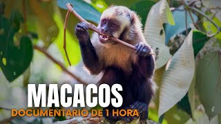 MACACOS INVASORES DAS CIDADES: O Terror das Lixeiras Urbanas no Brasil - Documentário Completo