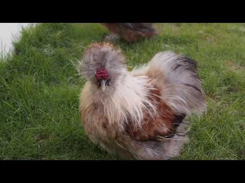 , title : 'Calico Silkie Chicken'
