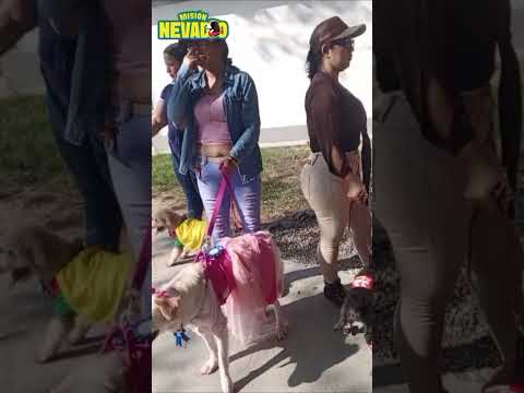 #Venezuela #Trujillo #Valera #carnavales2026 #DisfracesMascotas