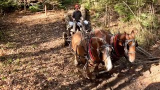 Finishing up a Day in the Woods! // DRAFT HORSE LOGGING #853
