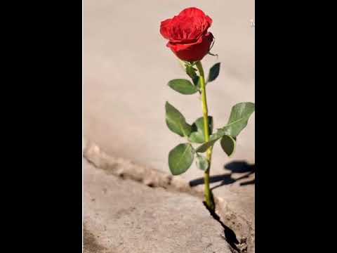 Maestro Faam- I Just Wanna