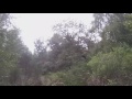 Chasse Au Faisan En Chasse Accompagnée