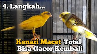 Download lagu Cara Mengatasi Kenari Macet Bunyi Supaya Gacor Kembali mp3