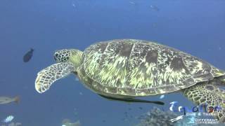 preview picture of video 'Equation Dive Turtle Balicasag Island'