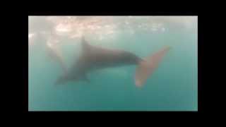 preview picture of video 'Mikura-jima - Freediving with dolphins.wmv'