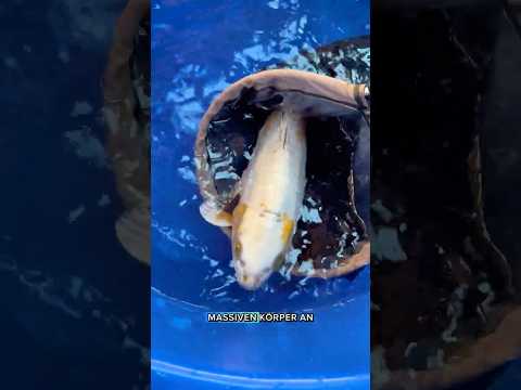 Video Vorschau Teil 1