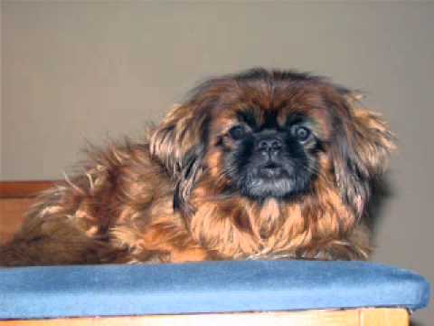 HAPPY BIRTHDAY !    YUVAL,,,,FROM   PINKY