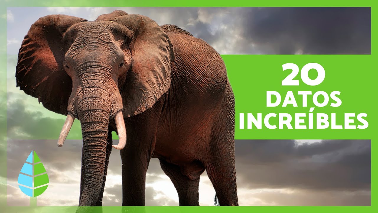 20 CURIOSIDADES sobre los ELEFANTES que no conocías 🐘