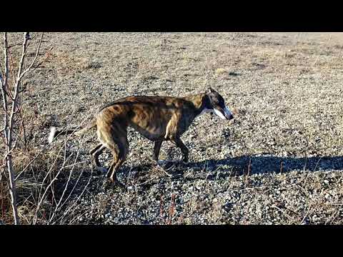 Snyders Flats: Idgie & Pals 🐾🐕🇨🇦(2)