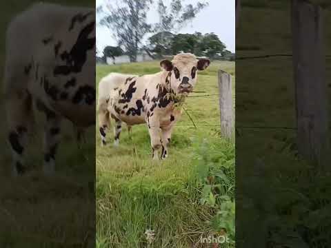 Primer entrenamiento del 2025 y fue en un lugar único, Umbita Boyaca 🐮🏞️🎵.#trailrunning #running