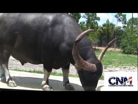 Huge water buffaloes with massive horns
