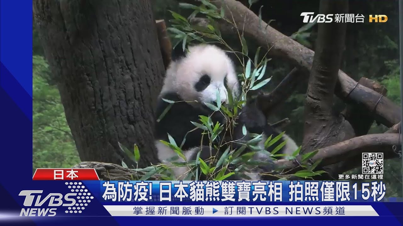 日本「龍鳳胎」貓熊見客限定1080人入園 每人僅看1分鐘