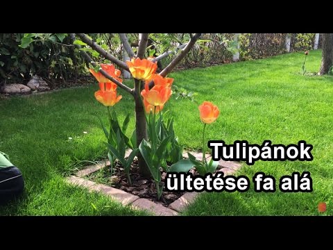 Tulipánok ültetése fa alá