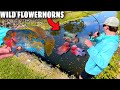 Catching EXOTIC FLOWERHORN Fish In The WILD!! (EXPENSIVE RARE SPECIES)