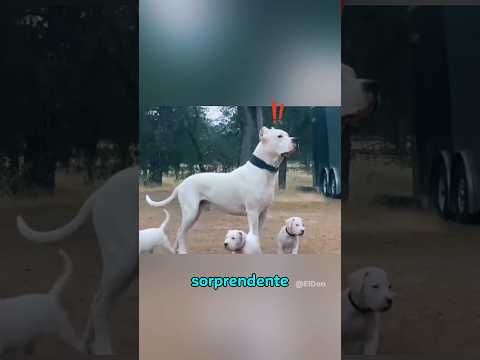 Este dogo argentino se pone alerta al escuchar coyotes cerca.  #dogo #perros #animales