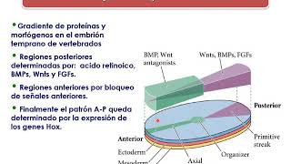 Desarrollo de Mamíferos. Parte 2 - Inducción & genes - Gastrulación
