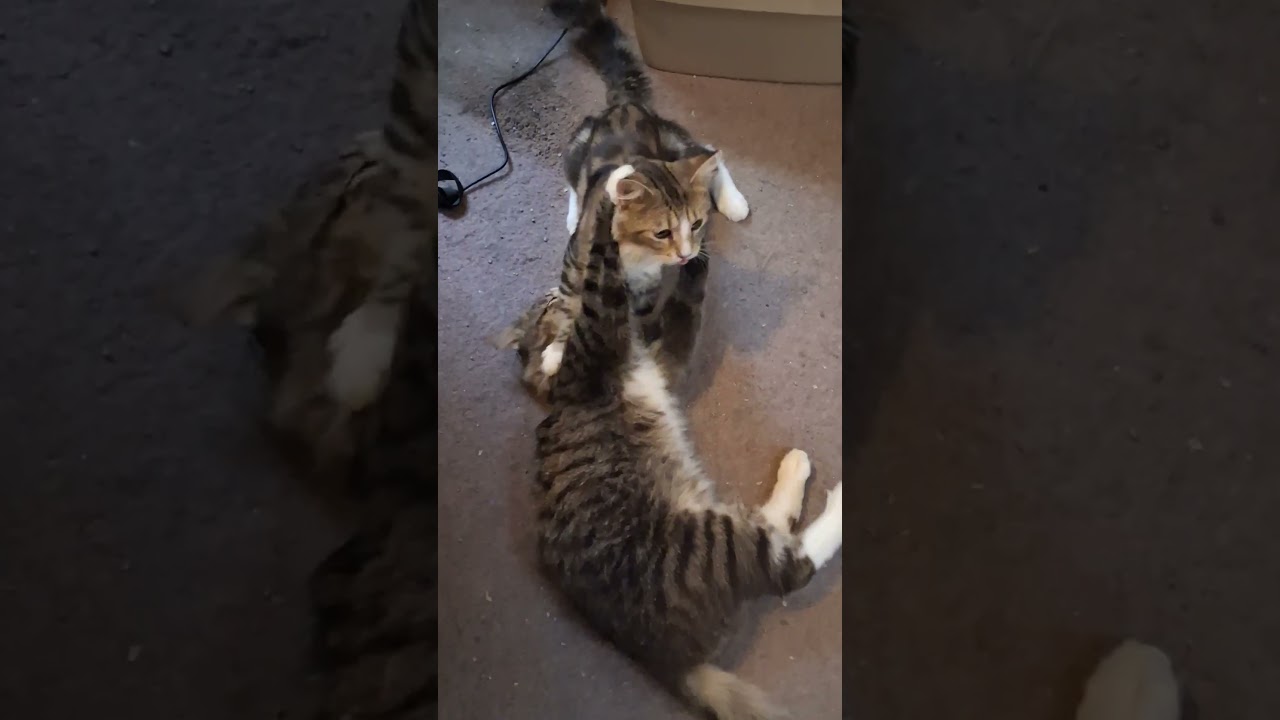 Statler & Waldorf, a ADOPTABLE Domestic Medium Hair in Garrett Park, MD video 6/6