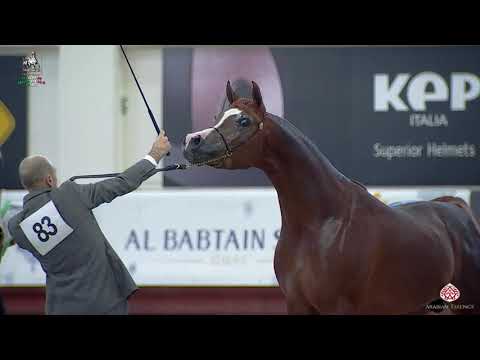 N 83 AMANI MONISCIONE   Italian Nationals 2020   San Giovanni In Marignano   Colts 3 Years Old Class
