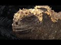 Sneezing Free Diving Iguanas Dive Galapagos BBC Earth