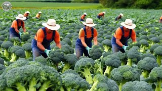 Download the video "2.7 Billion Pounds of Broccoli Are Harvest by American Farmers This Way | Agriculture Technology"