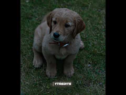 BEST FRIEND❤️🐶😭 | ENZO EDIT | Камин - EMIN & JONY (slowed & reverb) | The art of racing in the rain